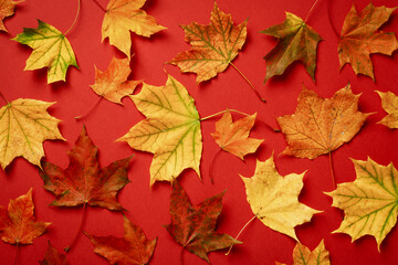 Naklejka na ściany i meble Colorful maple leaves pattern on red background. Autumn composition. Flat lay, top view.