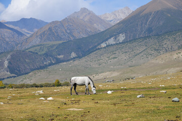 Herd of horses. Kyrgyzstan