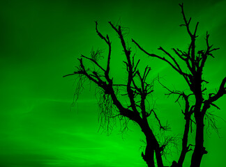 Leafless dry black tree with spooky dark green sky. scary horror tree nature background for theme
