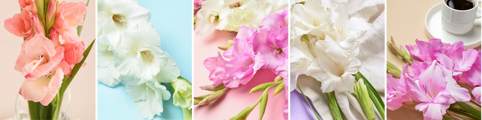 Collage with different beautiful gladiolus flowers - obrazy, fototapety, plakaty