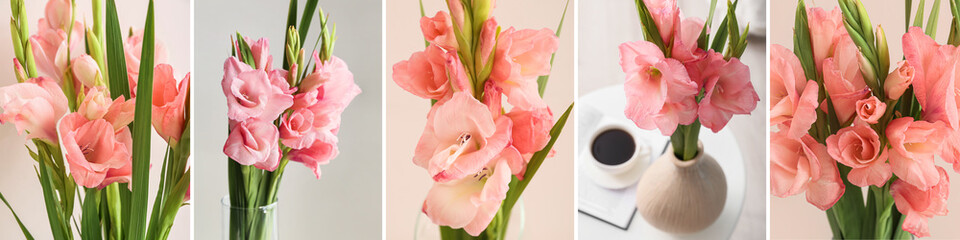 Collage with many beautiful pink gladiolus flowers