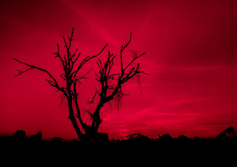 leafless dry black tree with spooky blood red sky. scary horror tree nature background for theme