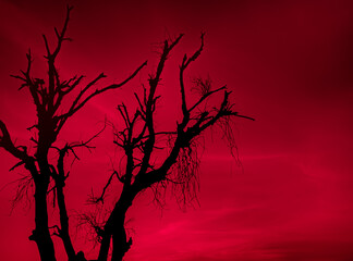 leafless dry black tree with spooky blood red sky. scary horror tree nature background for theme