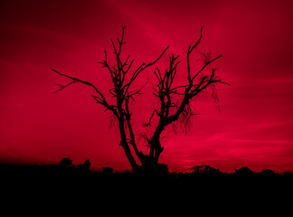 leafless dry black tree with spooky blood red sky. scary horror tree nature background for  theme
