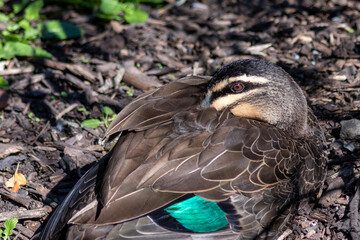 Resting pacific Black Duck