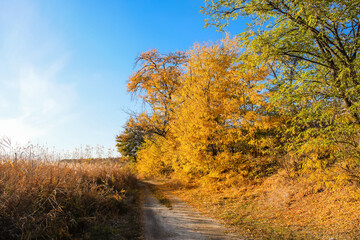 Obraz premium Trees with golden leaves along countryside road on sunny autumn day