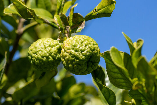 Kaffir Limes On Tree