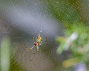 Exotic tropical Spider on its net