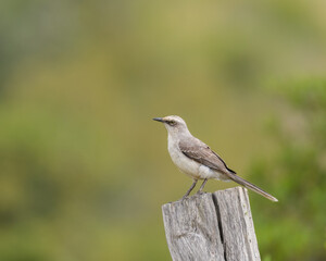 Mimus Gilvus, Tropical Mockingbird tropical bird perched on a fence post in the country.