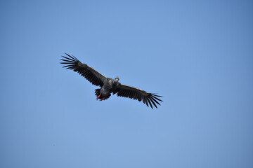 southern screamer (Chauna torquata), or crested screamer, flying