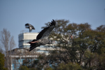 pair of southern screamer (Chauna torquata), or crested screamer, flying