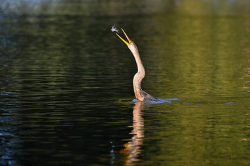 anhinga (anhinga anhinga) catching fish in a lake