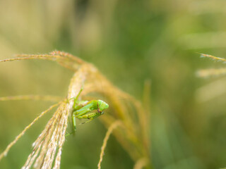 ススキの上のカマキリ