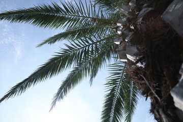 Fototapeta premium Beautiful palm tree with green leaves against blue sky, bottom view