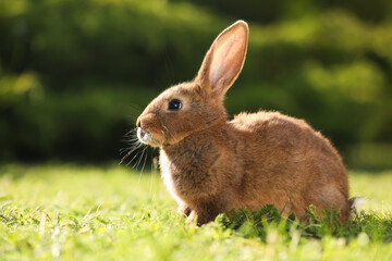 Cute fluffy rabbit on green grass outdoors