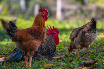 free range chickens on site