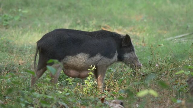 Indian pigs eat rubish on the street