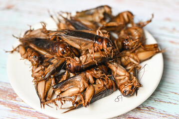 cricket insect on white plate background, cricket insect related to the grasshoppers for food in...