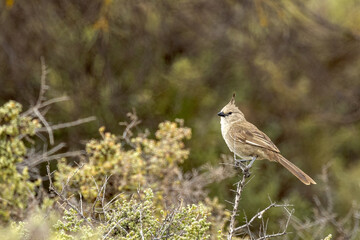 Chirruping Wedgebill in South Australia