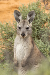 Euro Wallaroo in South Australia