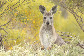 Euro Wallaroo in South Australia