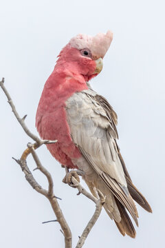 Galah Cockatoo in South Australia