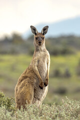 Red Kangaroo in South Australia