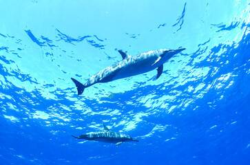 A pod of spinner dolphins swimming in the crystal-clear waters of Fernando de Noronha, Brazil