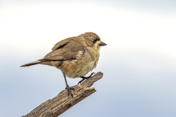 Southern Whiteface in South Australia