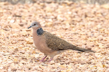 White-browed Babbler in South Australia