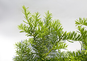 Taxus baccata close up. Green branches of yew tree isolated white background. (Taxus baccata, English yew, European yew).