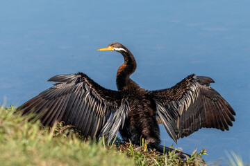 Cormorant with wings open