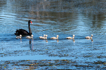 black swans on the river
