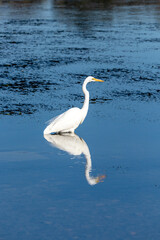 Fototapeta premium White Herron in river