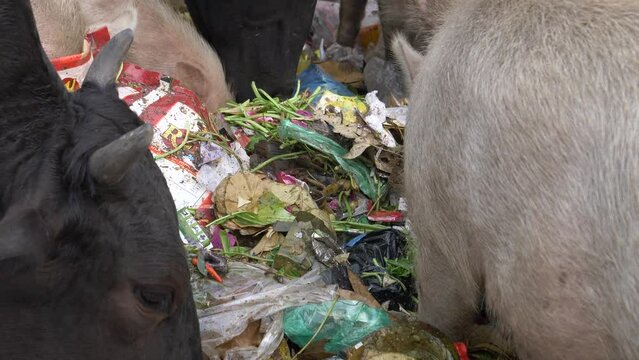 Indian pigs eat rubish on the street