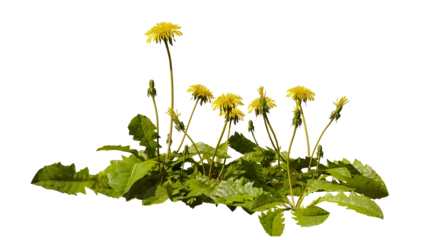 Fotobehang dandelion flowers and leaves, beautiful blooming plants, isolated  © dottedyeti
