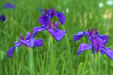 花菖蒲