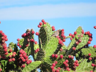 prickly pear with tuna fruit against the sky