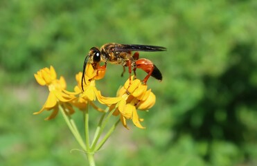 Beautiful tropical wasp on asclepias flowers in Florida wild, natural green background