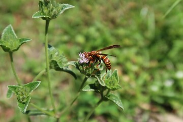 Tropical wasp on the meadow in Florida nature