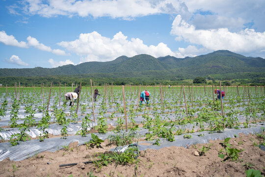 Muchos campesinos est&aacute;n sembrando plantas de chiles picantes en el campo.	