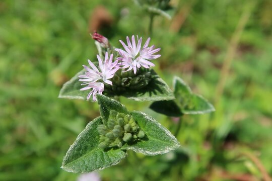 Common elephant's-foot flowers in Florida wild