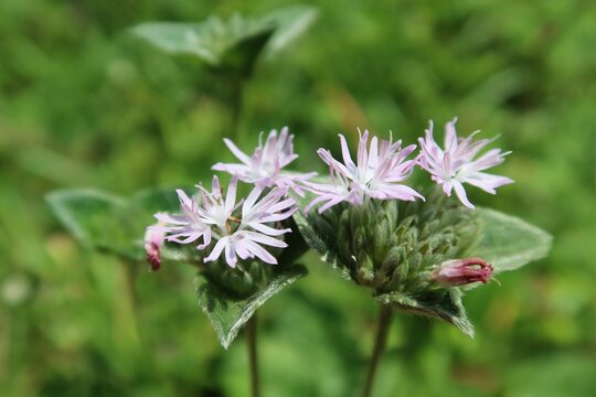 Common elephant's-foot flowers in Florida wild, closeup 