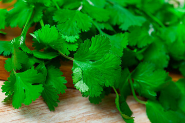 Pile of fresh cilantro on wooden kitchen table, aromatic herbs prepared for cooking, close up