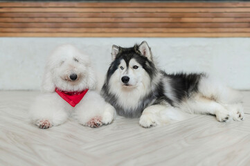 White poodle standard and husky sibirain lying up on the floor