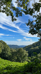 Obraz premium 吉備高原の森の中から眺める青空