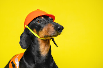 Portrait of funny dachshund dog in costume of builder with protective helmet and vest with...