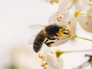 Fototapeta Bee on a flower obraz