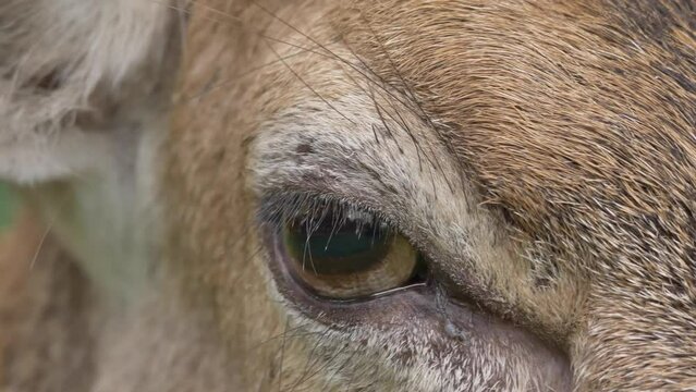 Deer close-up in Pheonix park Dublin