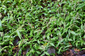 チヂミザサ（縮み笹）の花